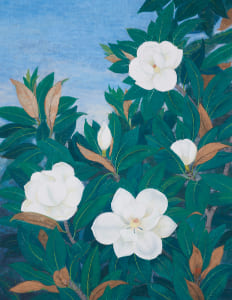 花開く─泰山木