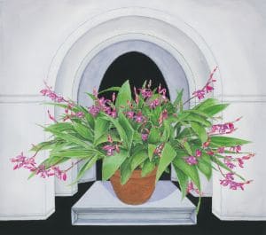 おごそかなシラン